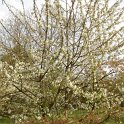 Prunus avium